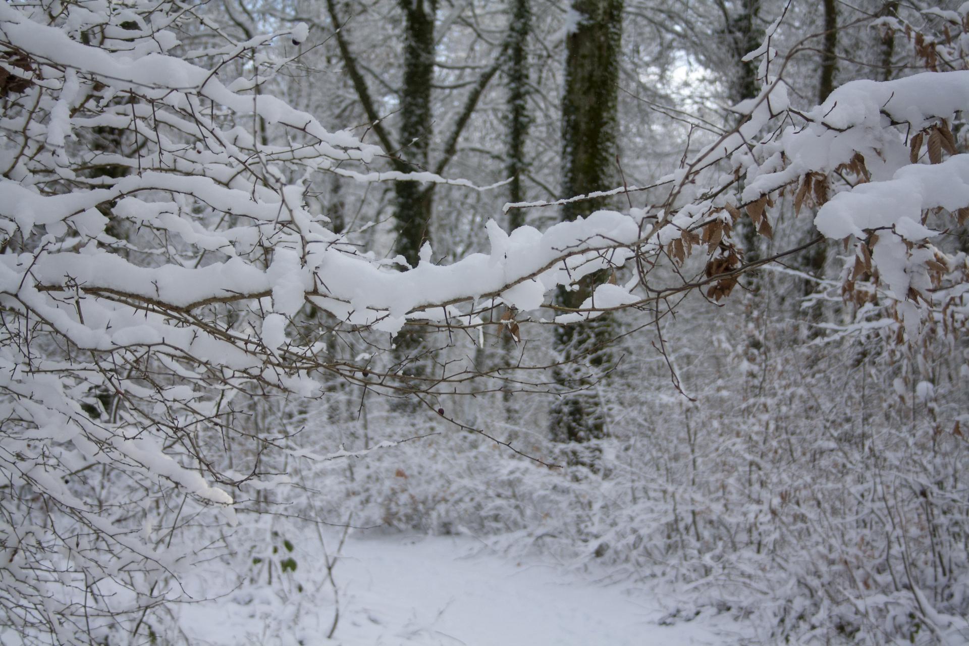 La neige sur une petite branche