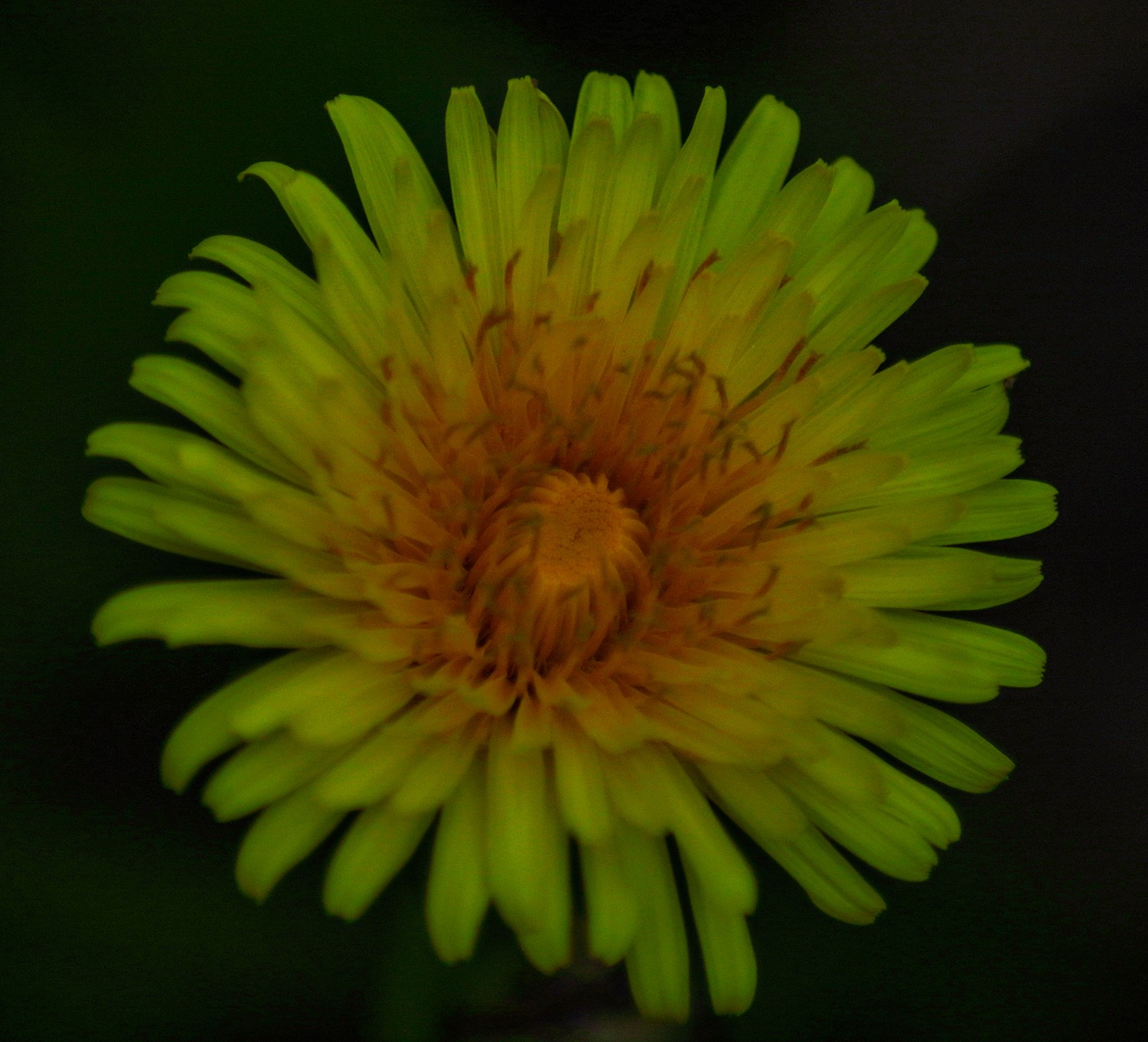 Macro proxi00000106202504