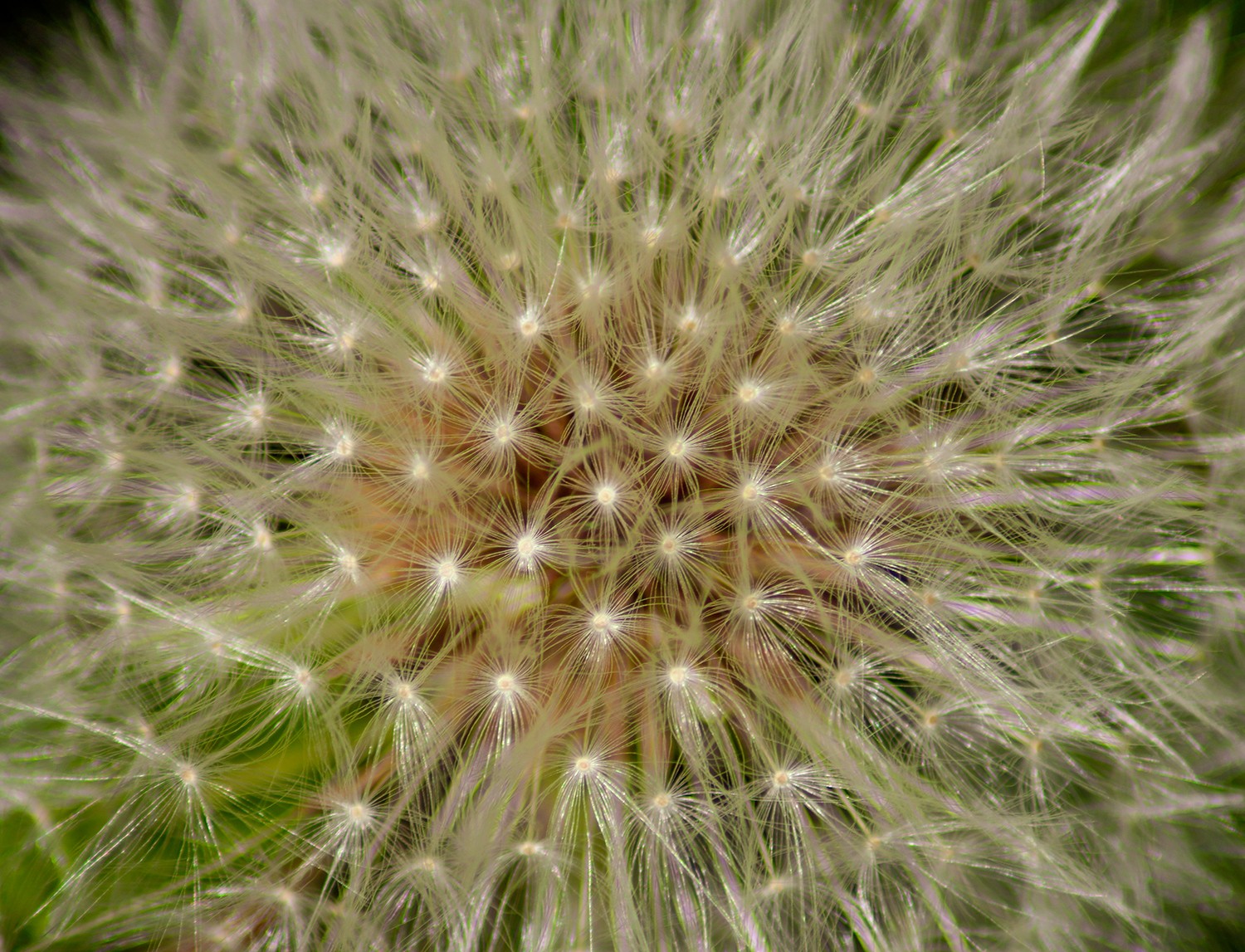 Macro proxi00000107202504