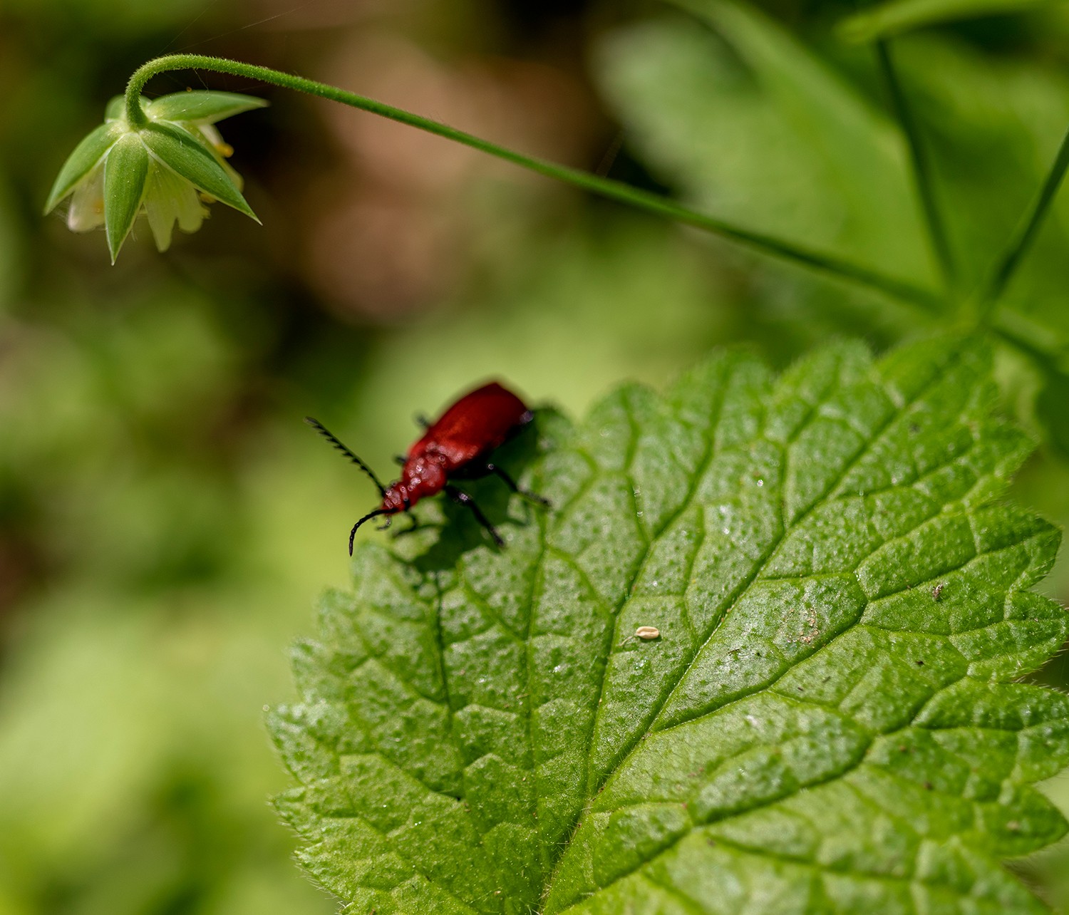 Macrocoulmy1205251242