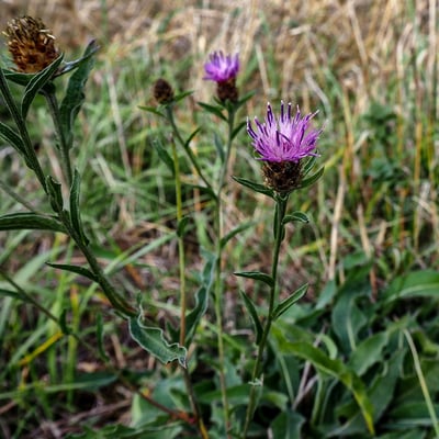 P9240575