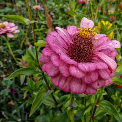 Pa070753