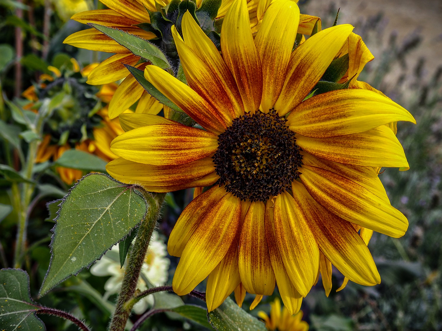 Pa070759