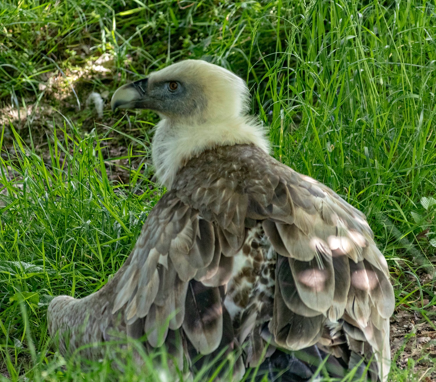 Parcsaintecroix2905251301