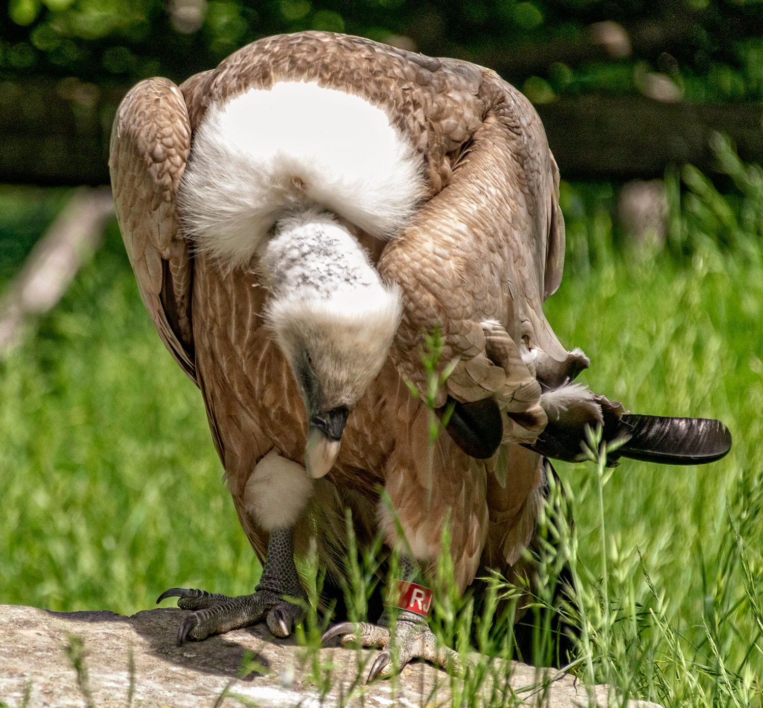 Parcsaintecroix2905251302