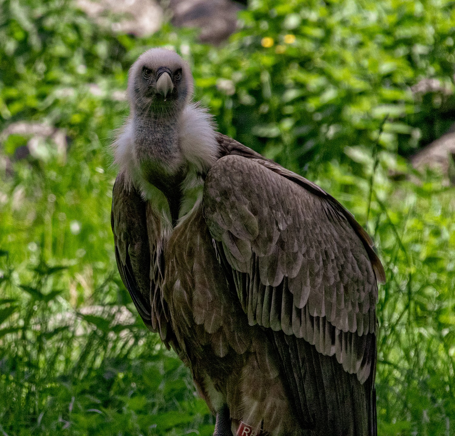 Parcsaintecroix2905251303