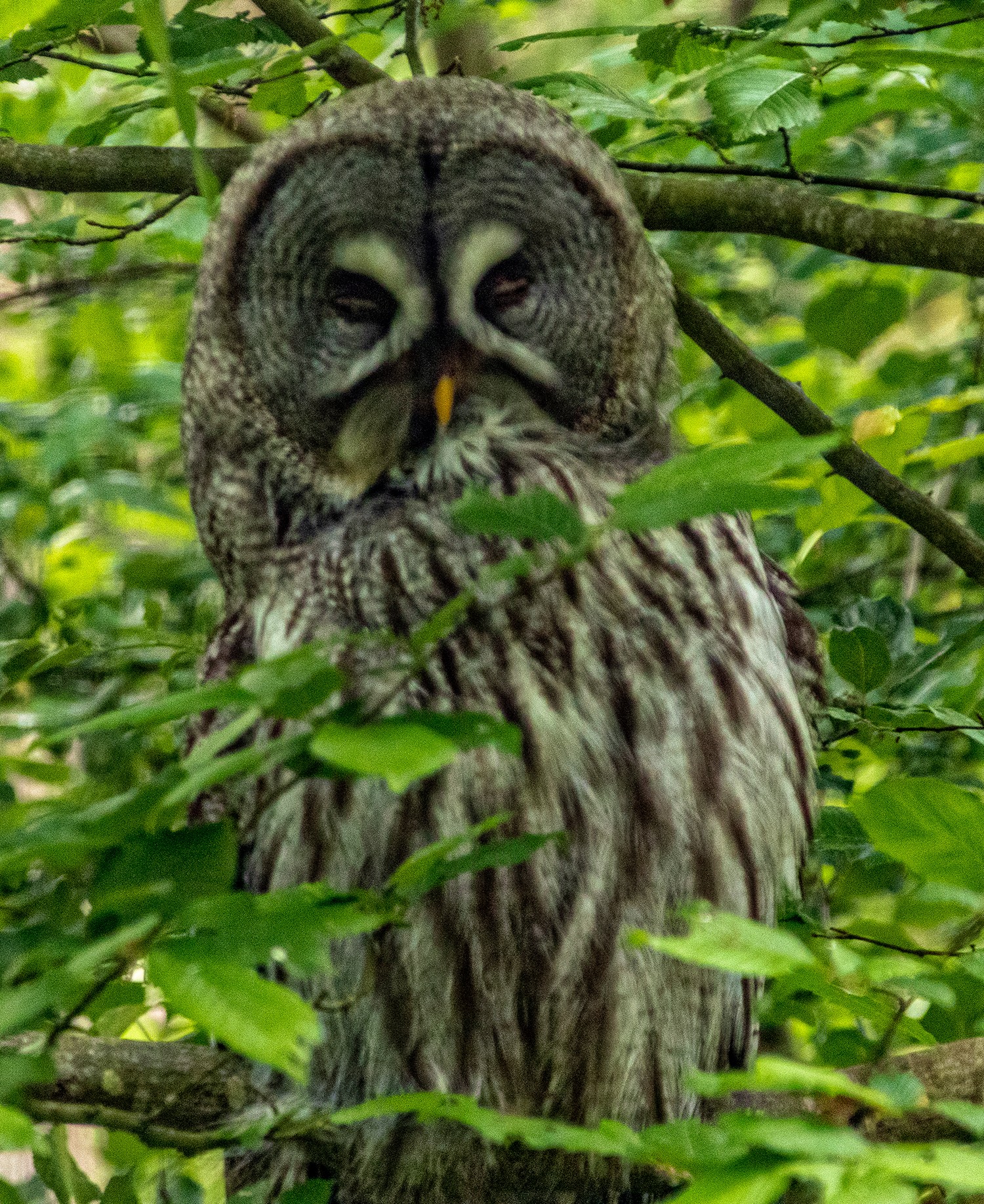 Parcstcroix0206251335