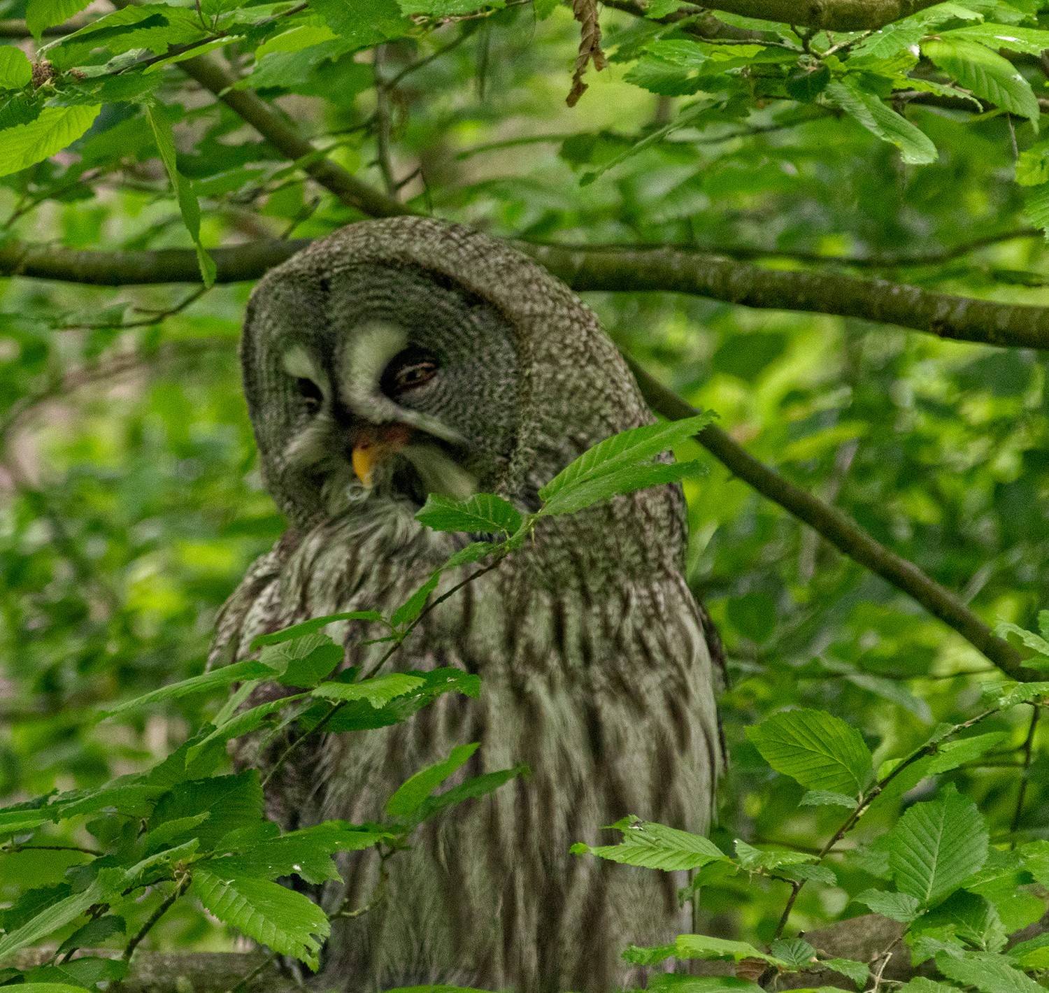 Parcstcroix0206251337